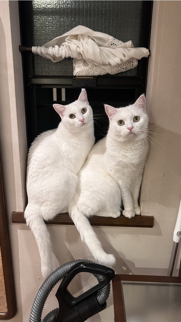 ぴったり収まるシンクロするふたり▶ジャンプする方向を間違えて外を見損ねた場合（⇒次へ）