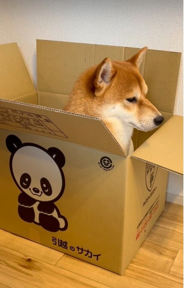 段ボールに入っているポテくん（⇒次へ）