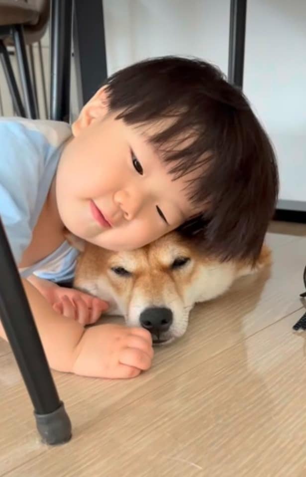 床に押しつぶされてもやさしげな表情▶ポテくんの忍耐力がすごい(⇒次ページから『【柴犬】柴犬ぽんちゃん、今日もわが道を行く』が読めます)