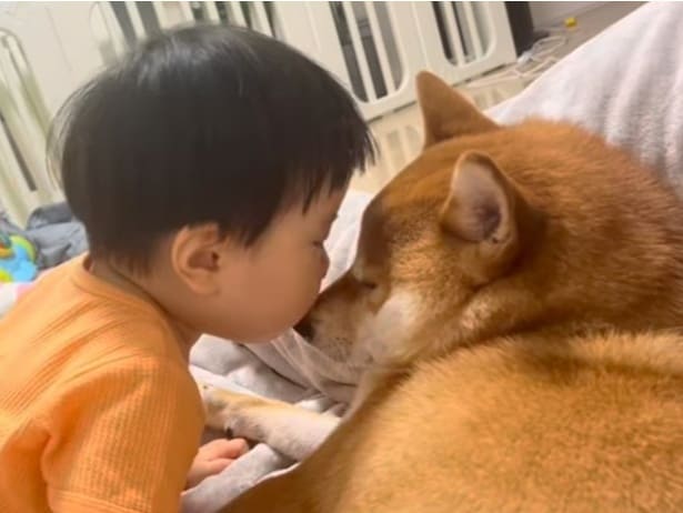 息子さんはポテくんが大好き▶ポテくんの忍耐力がすごい(⇒次へ)