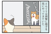 新入り子猫の先生役？おうち案内は、柴犬におまかせ！