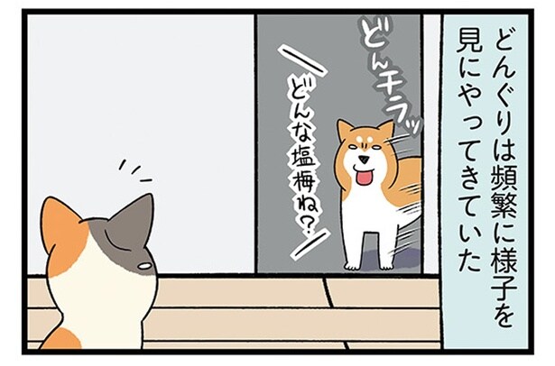 新入り子猫の先生役?おうち案内は、柴犬におまかせ!