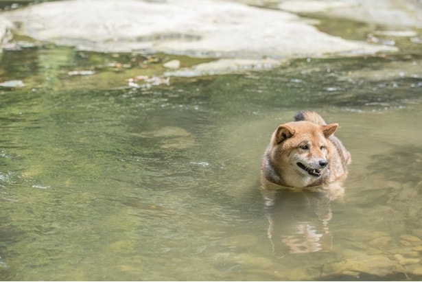 柴犬のやさしすぎる勘違いの行動とは！？（⇒次へ）