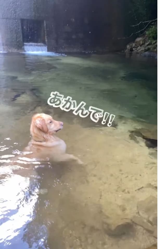 川に飛び込もうとする飼い主さんを見守るイブ君がとった行動とは！？（⇒次へ）