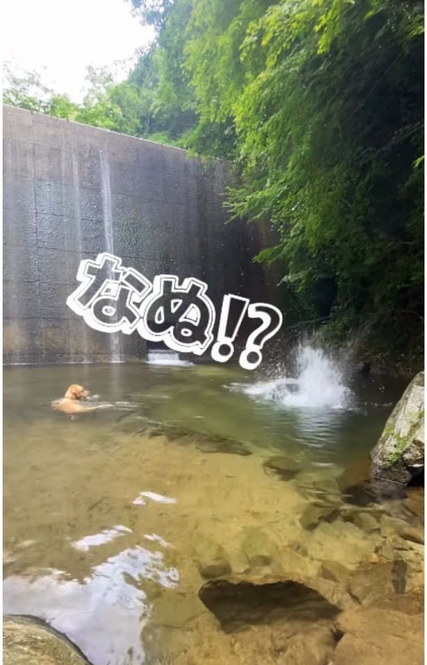 飼い主さんが再び飛び込むと、すぐ戻るイブ君▶何度レスキューされてもあきらめない（⇒次へ）