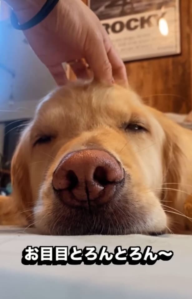 目がとろんとろんのイブ君▶（次画像からほっこりできる柴犬との実録をえがいた『柴犬ぽんちゃん、今日もわが道を行く』が読めます）