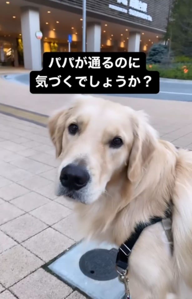 飼い主さんがきたらにおいですぐわかる！▶安定の背中でのんびり（⇒次へ）