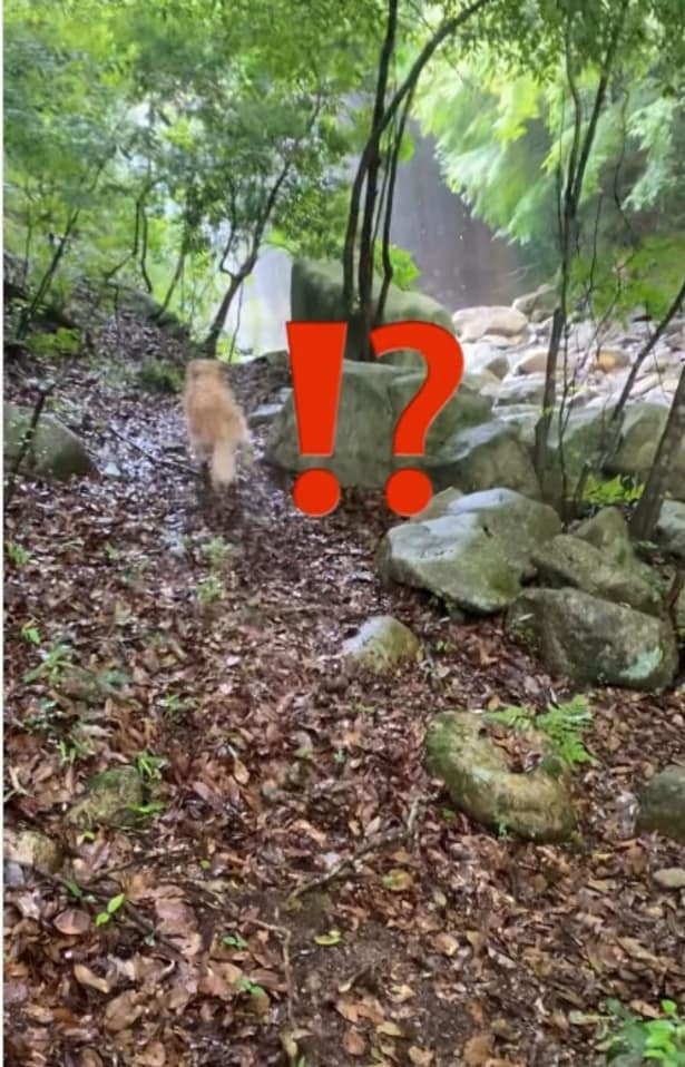 あきらめずに飛び込む飼い主さんにイブ君もびっくり▶駅前で飼い主さんをまつイブ君（⇒次へ）