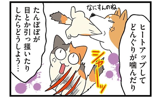 ケンカ…じゃないよね？柴犬×猫のじゃれ合いが激しすぎる件