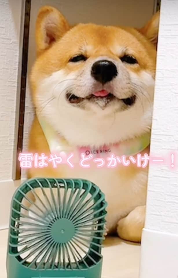 雷が通り過ぎるのを待つしかない▶ふだんはおちゃめな一面を見せることも（⇒次へ）