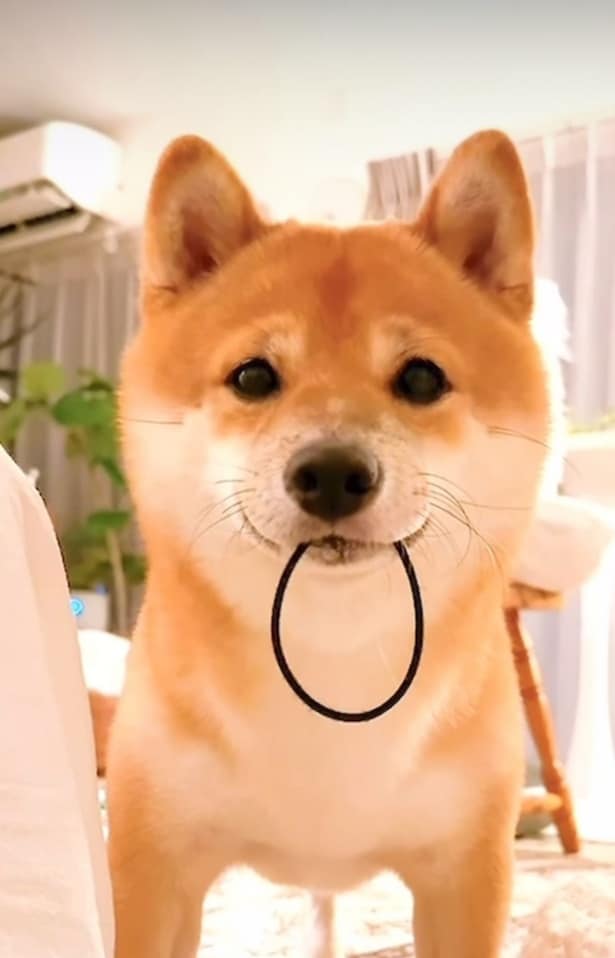  ヘアゴム持ってきたよ〜ドヤ！▶つぶらな瞳でじっと見つめる目的は…（⇒次へ）