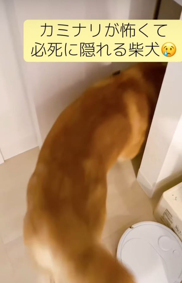 雷の音に驚き、一目散に逃げる豆柴（⇒次へ）