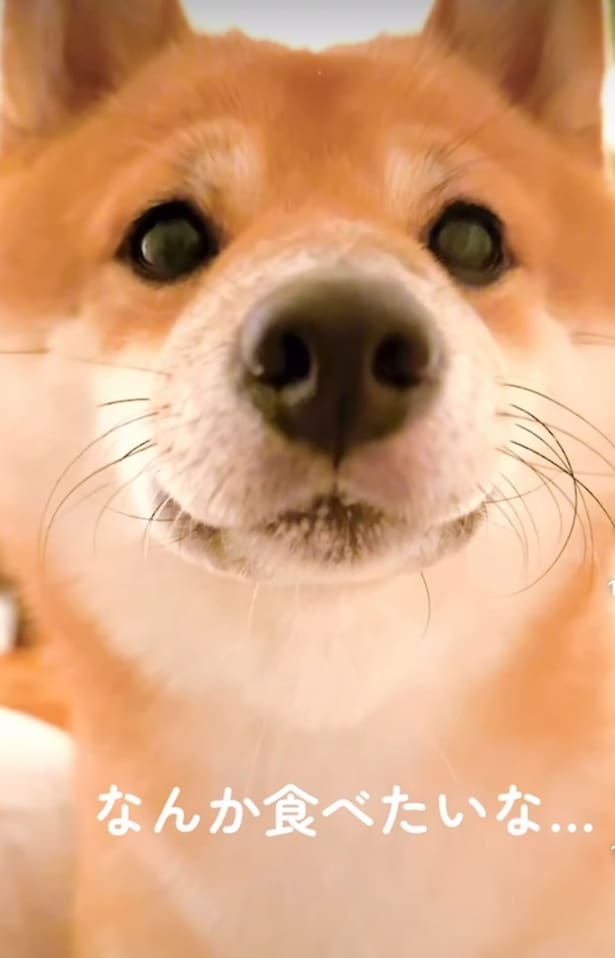 「ご褒美におやつください」▶かっこいい誕生日プレゼントもらっちゃった！（⇒次へ）