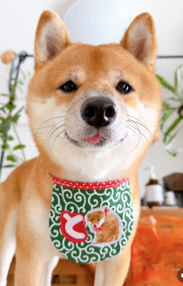 飼い主さんお手製のスタイをつけてキメ顔！▶ぬいぐるみ…じゃないよね！？（⇒次へ）