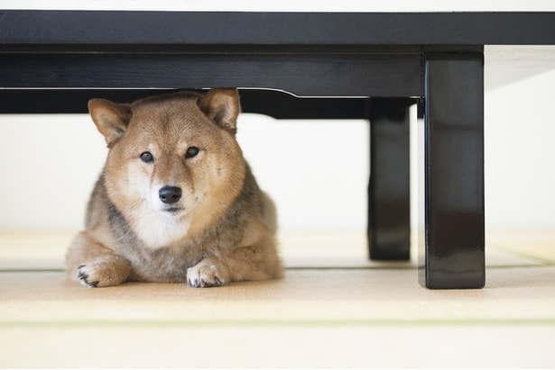 連日の雷に犬がパニックで床ホリホリ→「抱きしめてあげたい」「胸がきゅんとなる」