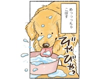 ビッシャビシャだぁ！ お水を飲むときにこぼしまくりのゴールデンレトリバー
