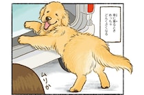 かわいいからヨシ！ 車に乗るとき超どんくさいうちのゴールデンレトリバー