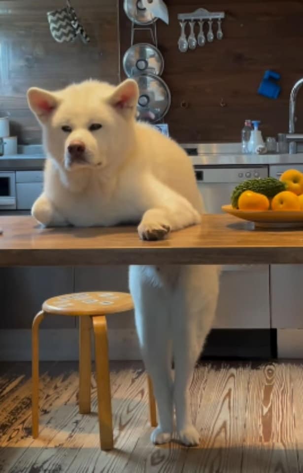 ダイニングテーブに寄りかかる、こちろうくん（⇒次へ）