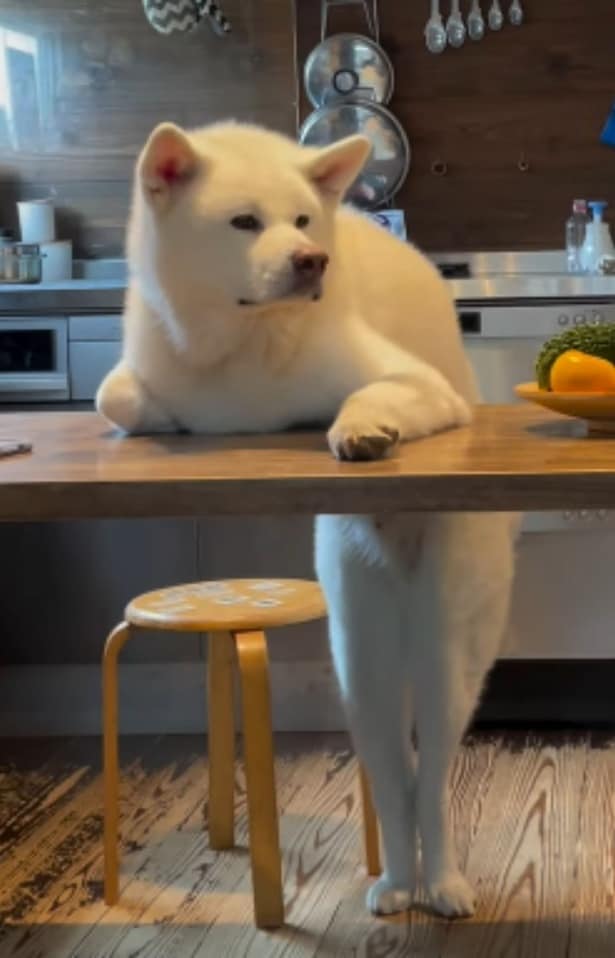 テーブル下の脚が人間のよう…▶姿勢を変えても…！？（⇒次へ）