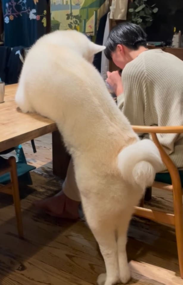 美味しい…？どんな味？▶秋田犬だけど実は…（⇒次へ）