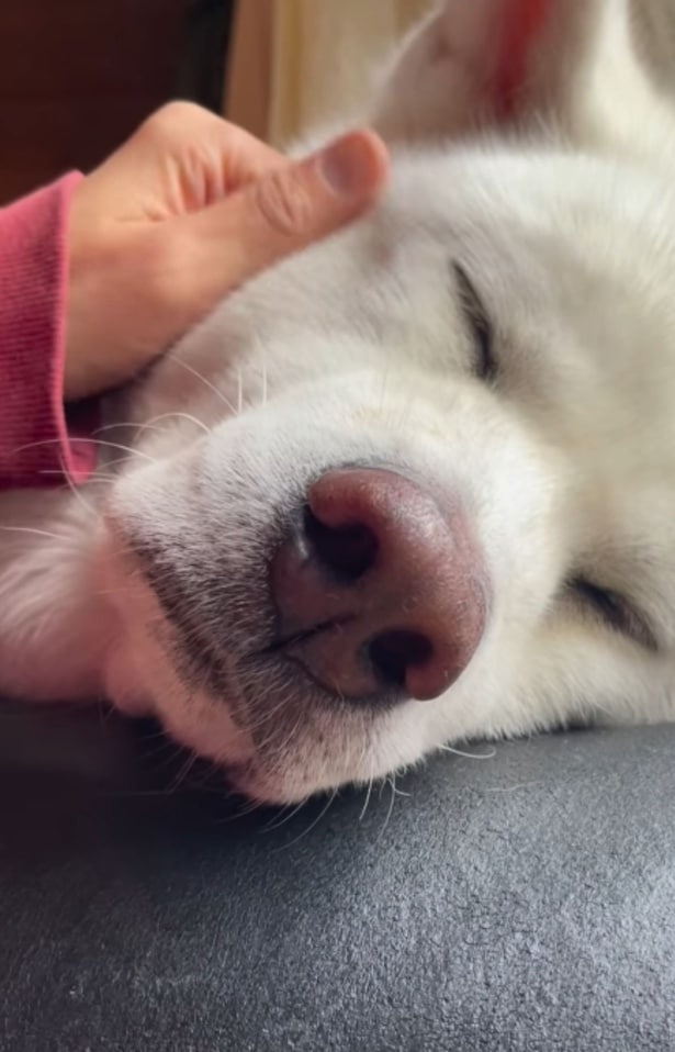 顔を撫でられてウトウト…▶（次画像からマイペースな柴犬との実録をえがいた『柴犬ぽんちゃん、今日もわが道を行く』が読めます）