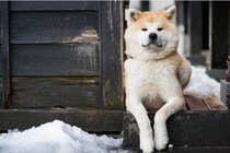 上半身は秋田犬なのに…→二度見してしまう立ち姿「中に人、入ってるよね？」