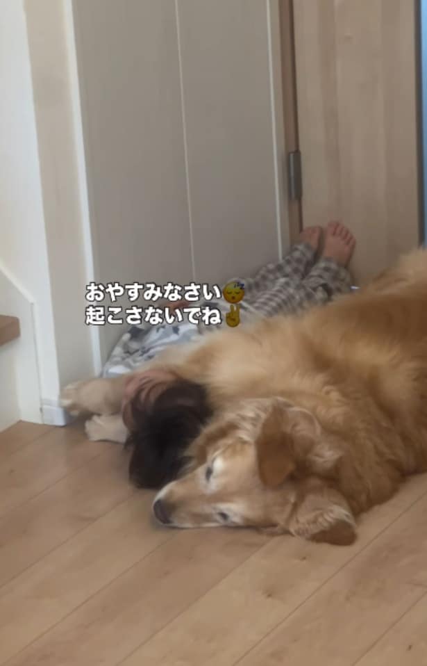 モフモフに包まれて2度寝タイム突入▶保育園に行く前の日課とは！？（⇒次へ）