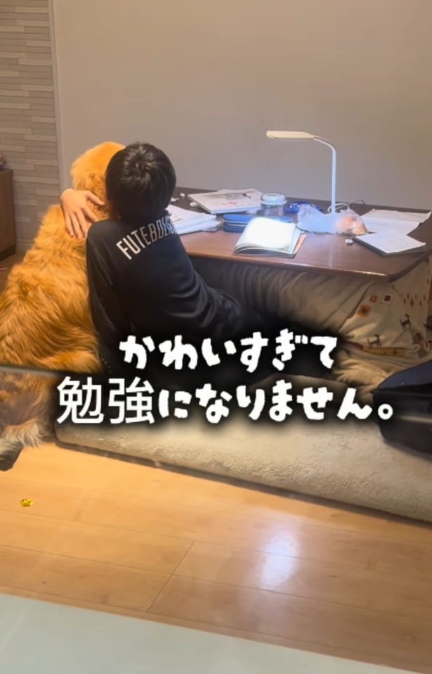 ”犬吸い”しちゃう！かわいすぎて勉強になりません▶ゴールデンレトリバーといえば…（⇒次へ）