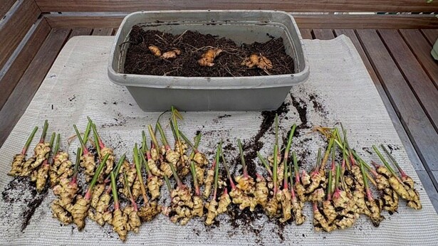 大豊作!▶︎育て方チェック(⇒次へ)