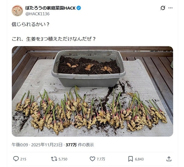 生姜を3つ植えただけで…▶︎大成功すぎる(⇒次へ)