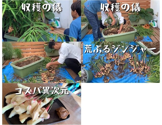 荒ぶるジンジャー!▶そして収穫へ(⇒次へ)