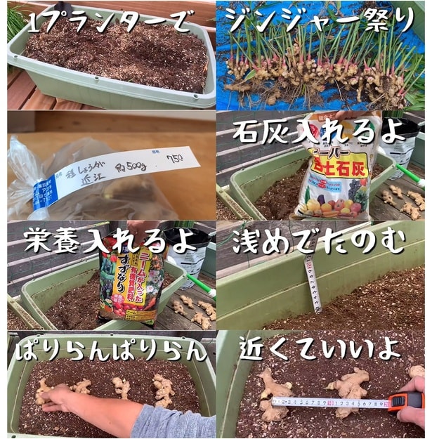 まずはプランターに…▶︎いよいよ(⇒次へ)