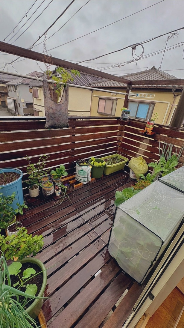 家庭菜園の様子▶(次画像から節約にもぴったり!今日から作ってみたくなる旬の野菜1週間使い切りレシピが満載な『おひとりさまのあったか1ヶ月食費2万円生活 四季の野菜レシピ』が読めます)