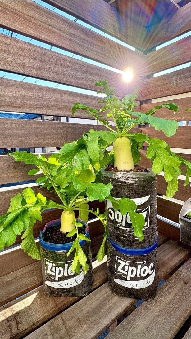 ジッパー袋大根▶︎プランター…?(⇒次へ)