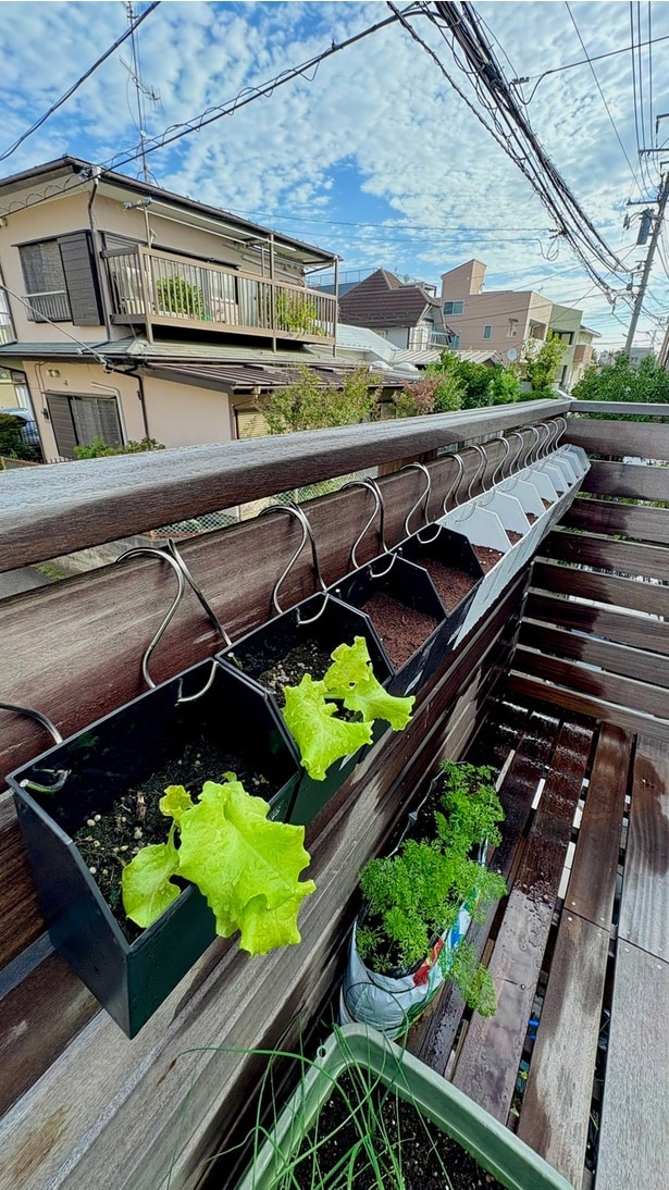 今年の冬の葉物野菜は全て100均レターボックス▶︎(⇒次へ)