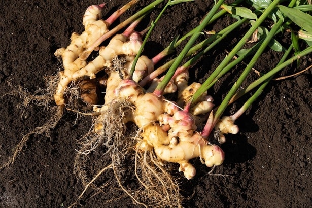 「生姜を3つ植えただけ」なのに…収穫時の衝撃の光景に「これが家庭菜園!?」「大収穫おめでとうございます!」