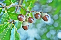 「どんぐり」という名前の木は存在しないってホント？