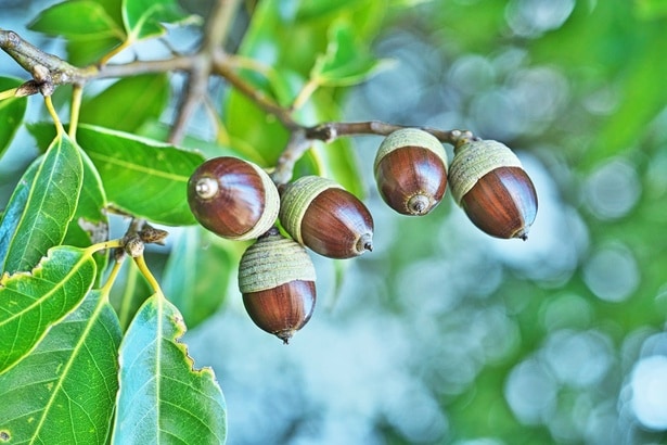 「どんぐり」という名前の木は存在しないってホント？