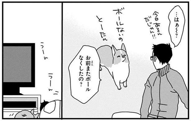 またボール失くしたの？ワンコが遊んだボールの行方