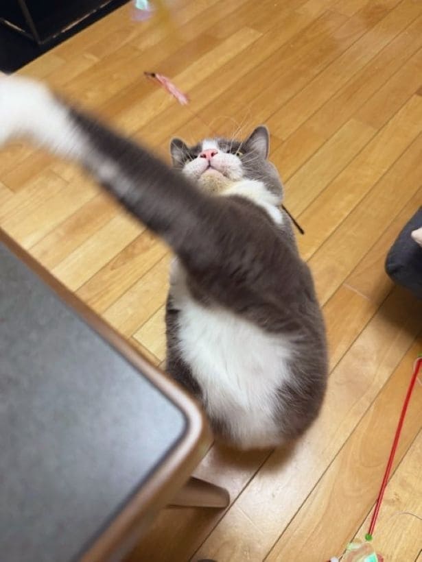 狙った獲物は逃さない！▶ご飯待ちの風景（⇒次へ）