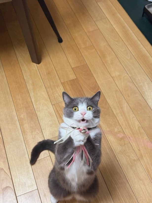 ナイスキャッチ！▶リボンがかわいい2匹♪（⇒次へ）