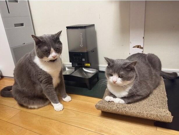 待ちきれず給餌器の前で待機！▶ここから動きません…！（⇒次へ）