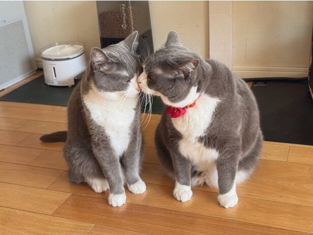 かわいすぎる朝の挨拶♡▶ヤドカリのようなごましおちゃん（⇒次へ）