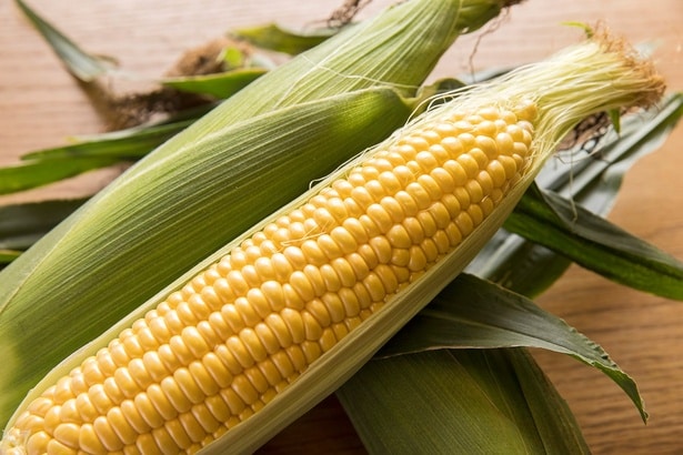 必ず粒の数が偶数になるトウモロコシ。その理由とは?