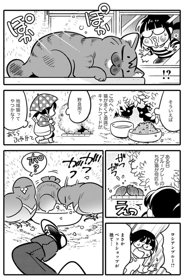 地域猫ってやつかな？