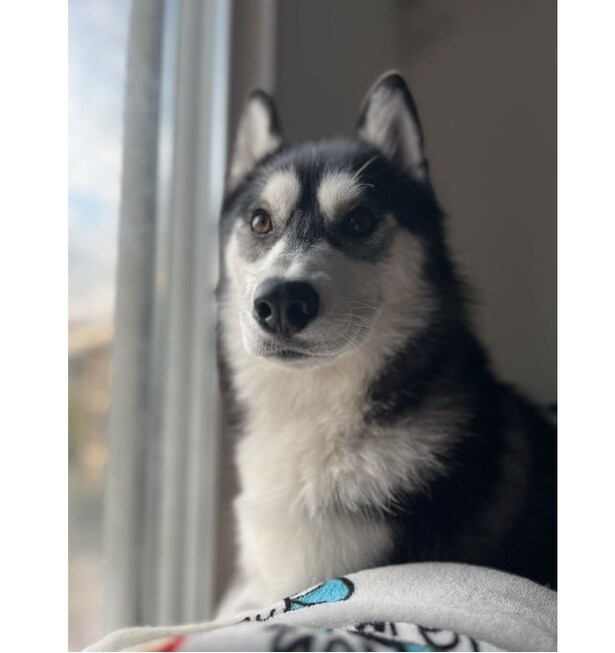 キリッと凛々しいハスキーのルーナちゃん