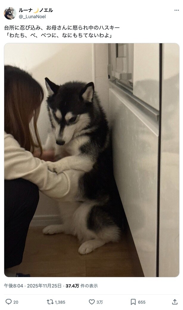 つまみ食いを目論んでキッチンへ侵入し、怒られちゃいました（笑）▶この目線や表情、腕に乗せられた手が秀逸ですね！（⇒次）