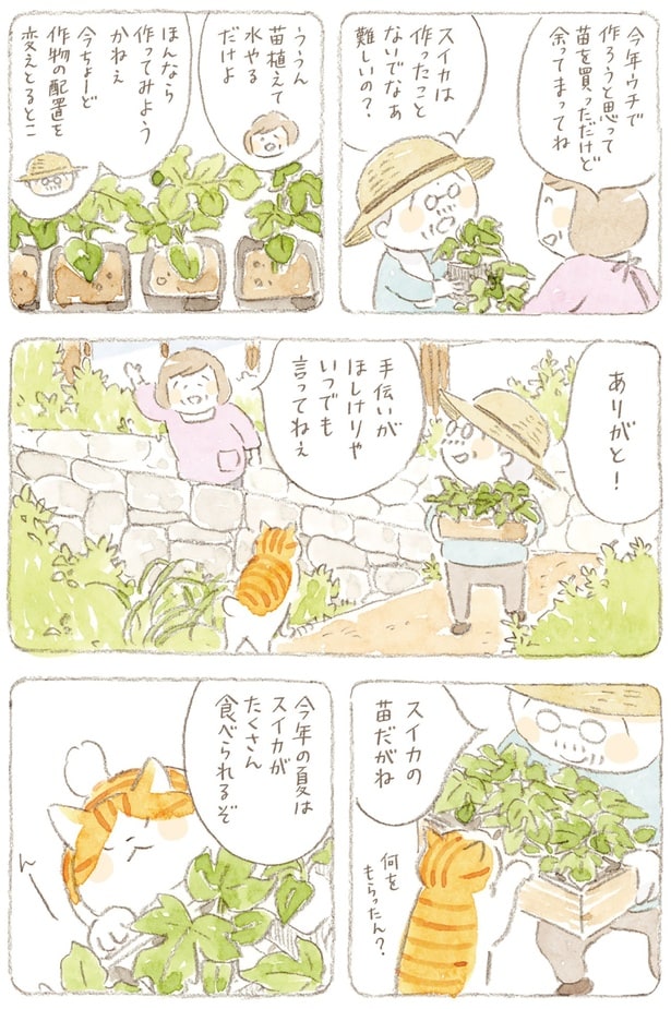 スイカの苗だがね