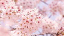 桜の開花予想は「ソメイヨシノ」が基準なのはどうして？