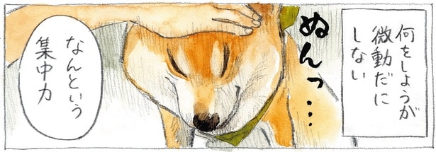 思考スイッチが入った柴犬はテコでも動かない！「考える犬」状態の可愛い姿